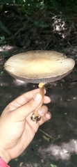 Agaricus moelleri