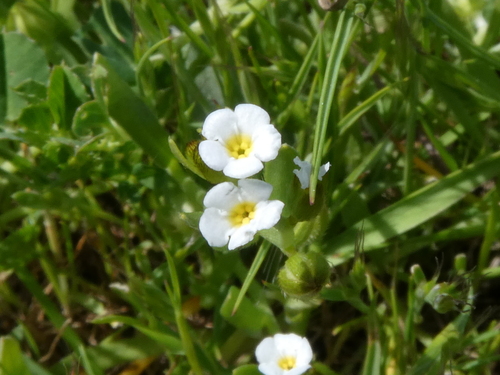 bearded popcornflower (Plagiobothrys hystriculus)