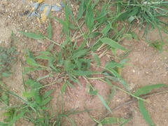 Urochloa ramosa