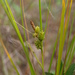 Little Green Sedge - Photo (c) Erin Faulkner, some rights reserved (CC BY-NC), uploaded by Erin Faulkner
