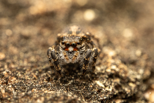 Habronattus sabulosus photo 2