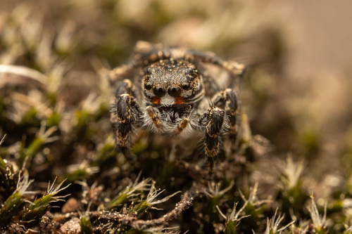 Habronattus sabulosus photo 3