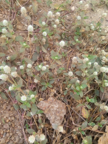 Gomphrena image