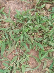 Urochloa ramosa