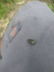 Acanthosoma nigricorne