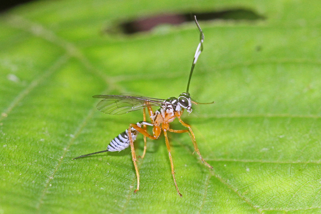 Polycyrtus neglectus