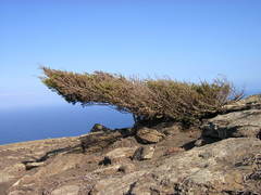 Juniperus phoenicea