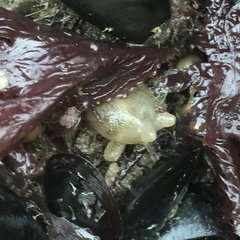 Molgula manhattensis