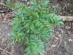 Astronium graveolens