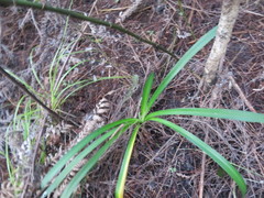 Agapanthus praecox