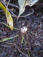 Agapanthus praecox
