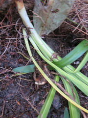 Agapanthus praecox