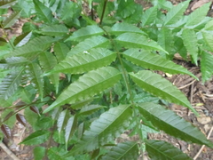 Astronium graveolens