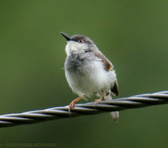 Prinia hodgsonii