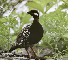 Francolinus francolinus