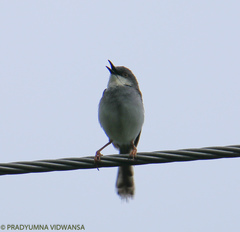 Prinia hodgsonii