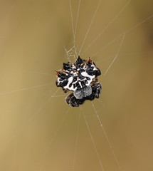 Gasteracantha sacerdotalis
