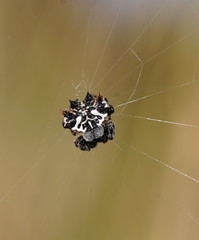 Gasteracantha sacerdotalis