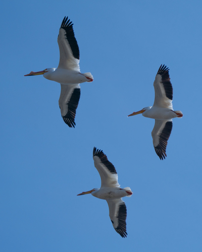 American White Pelican photographed in South Dakota