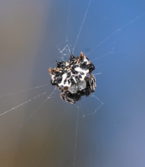 Gasteracantha sacerdotalis
