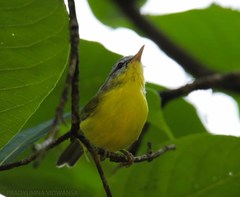 Phylloscopus xanthoschistos