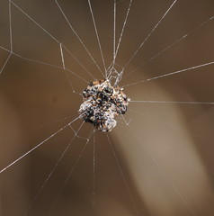 Gasteracantha sacerdotalis