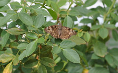 Erynnis horatius