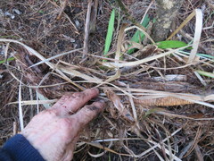 Agapanthus praecox