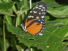 Heliconius hecale zuleika