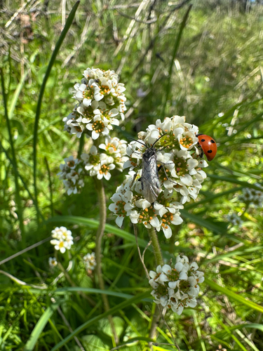 Micranthes fragosa (Micranthes fragosa)