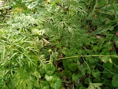 Peucedanum morisonii