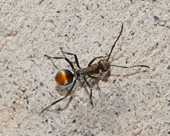 Polyrhachis trapezoidea