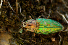 Chalcophora mariana massiliensis