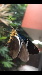 Astraptes