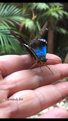 Astraptes
