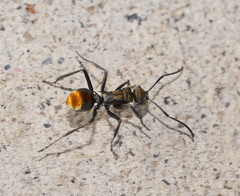 Polyrhachis trapezoidea