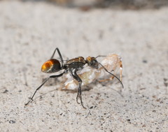 Polyrhachis trapezoidea