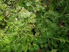 Peucedanum morisonii