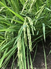 Oryza sativa
