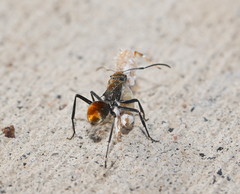 Polyrhachis trapezoidea