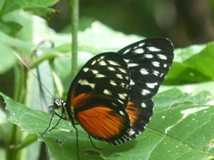 Heliconius hecale zuleika