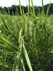 Oryza sativa
