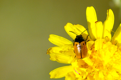 Cryptocephalus rugicollis