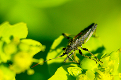 Dicranocephalus albipes
