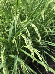 Oryza sativa
