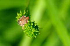 Dyroderes umbraculatus