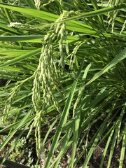 Oryza sativa