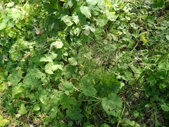 Peucedanum morisonii