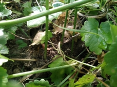 Peucedanum morisonii