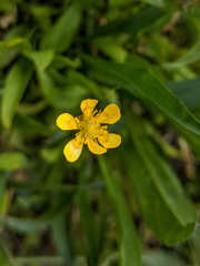 Ranunculus alismifolius